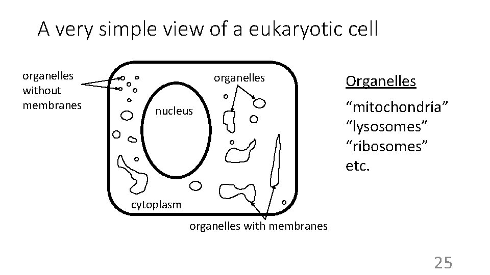 A very simple view of a eukaryotic cell organelles without membranes organelles nucleus Organelles