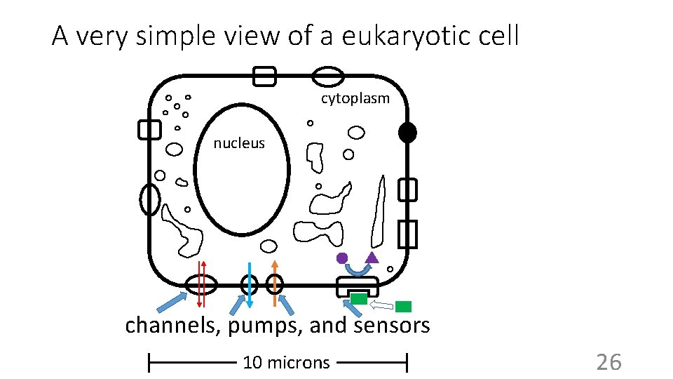 A very simple view of a eukaryotic cell cytoplasm nucleus channels, pumps, and sensors