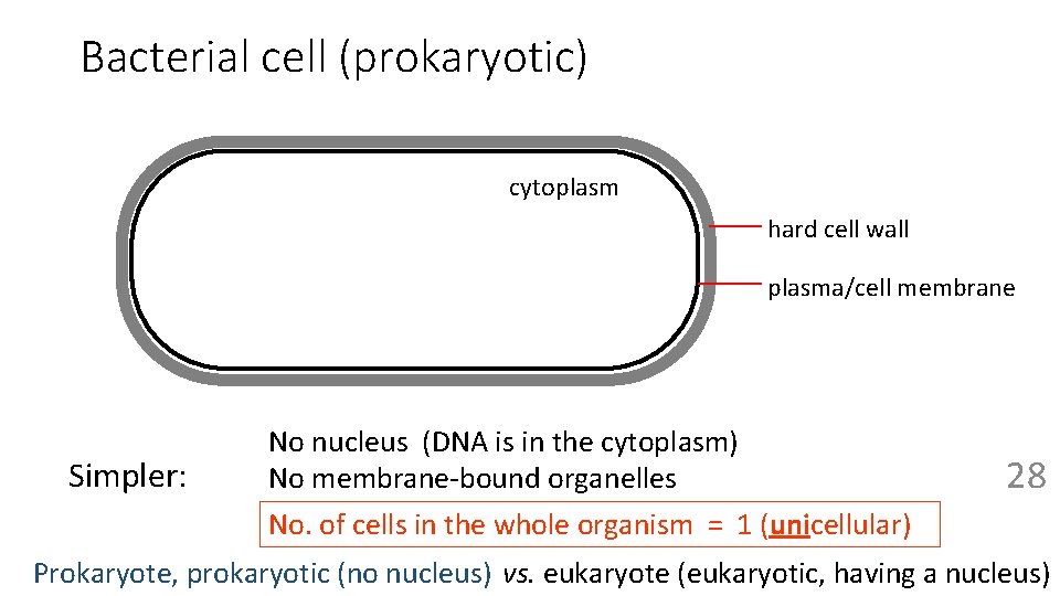 Bacterial cell (prokaryotic) cytoplasm hard cell wall plasma/cell membrane Simpler: No nucleus (DNA is