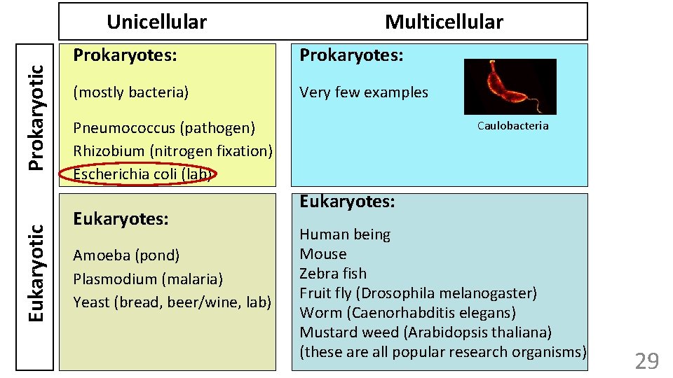 Eukaryotic Prokaryotic Unicellular Multicellular Prokaryotes: (mostly bacteria) Very few examples Pneumococcus (pathogen) Rhizobium (nitrogen
