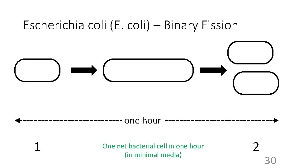 Escherichia coli (E. coli) – Binary Fission one hour 1 One net bacterial cell
