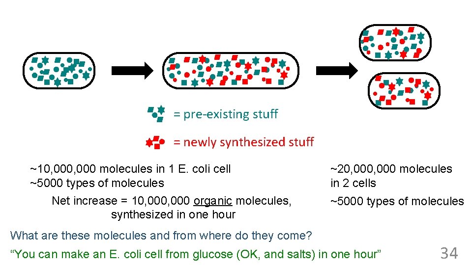 = pre-existing stuff = newly synthesized stuff ~10, 000 molecules in 1 E. coli