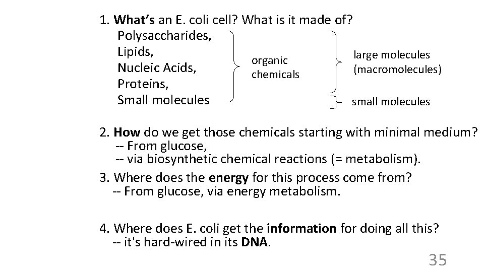 1. What’s an E. coli cell? What is it made of? Polysaccharides, Lipids, large