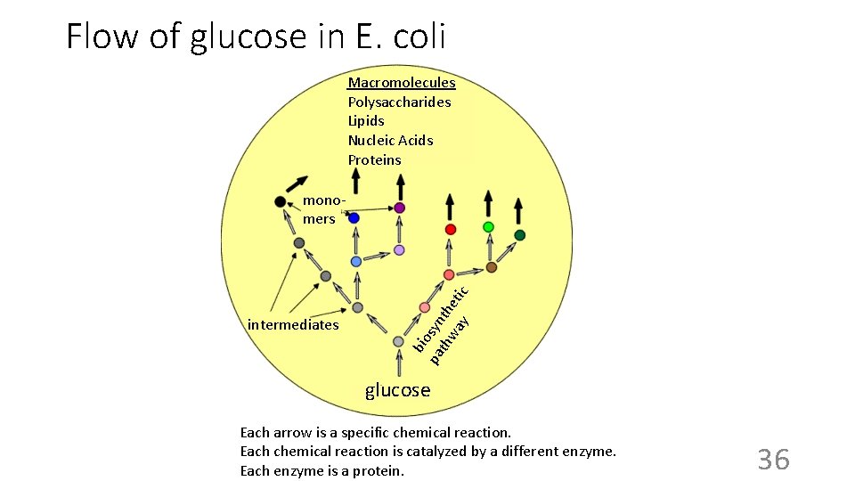 Flow of glucose in E. coli Macromolecules Polysaccharides Lipids Nucleic Acids Proteins intermediates bio