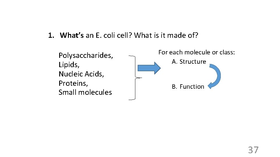 1. What’s an E. coli cell? What is it made of? Polysaccharides, Lipids, Nucleic