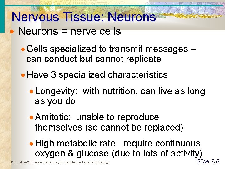 Nervous Tissue: Neurons = nerve cells Cells specialized to transmit messages – can conduct