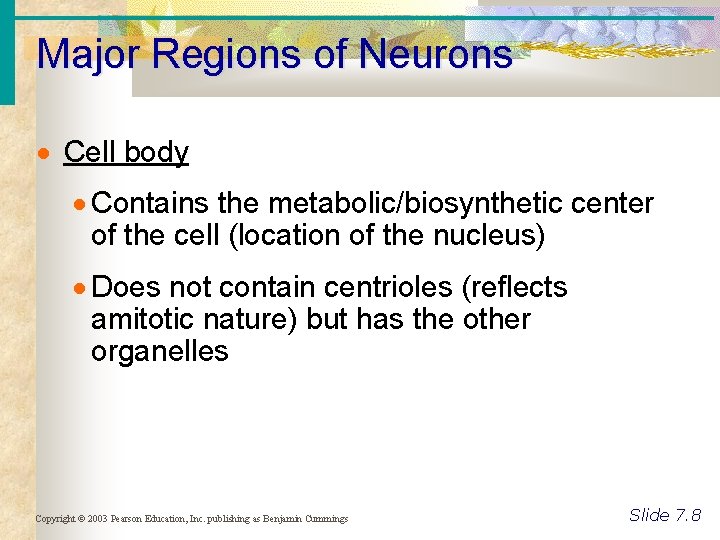Major Regions of Neurons Cell body Contains the metabolic/biosynthetic center of the cell (location