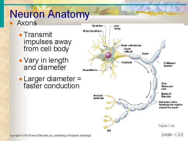 Neuron Anatomy Axons Transmit impulses away from cell body Vary in length and diameter