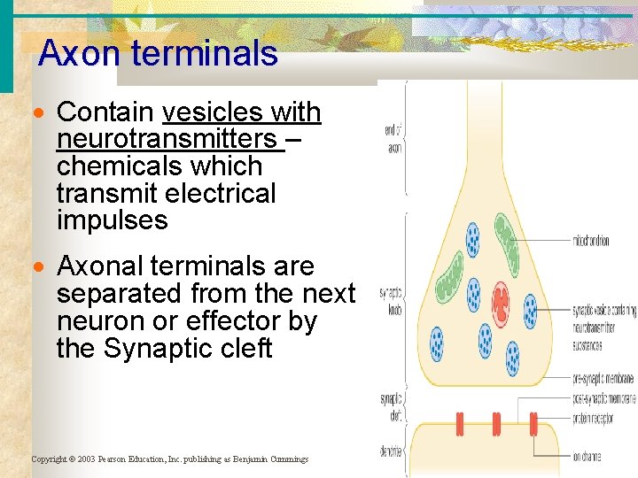 Axon terminals Contain vesicles with neurotransmitters – chemicals which transmit electrical impulses Axonal terminals