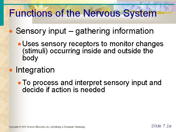 Functions of the Nervous System Sensory input – gathering information Uses sensory receptors to