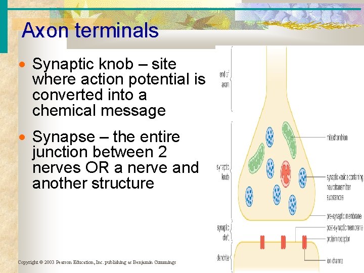 Axon terminals Synaptic knob – site where action potential is converted into a chemical