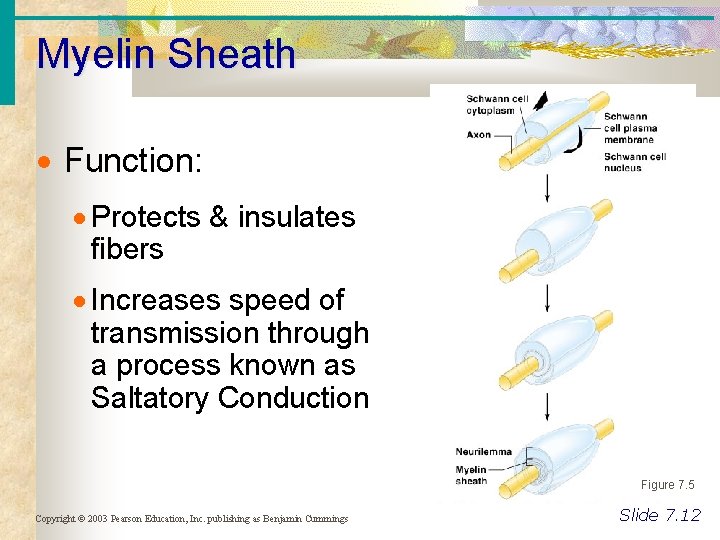 Myelin Sheath Function: Protects & insulates fibers Increases speed of transmission through a process