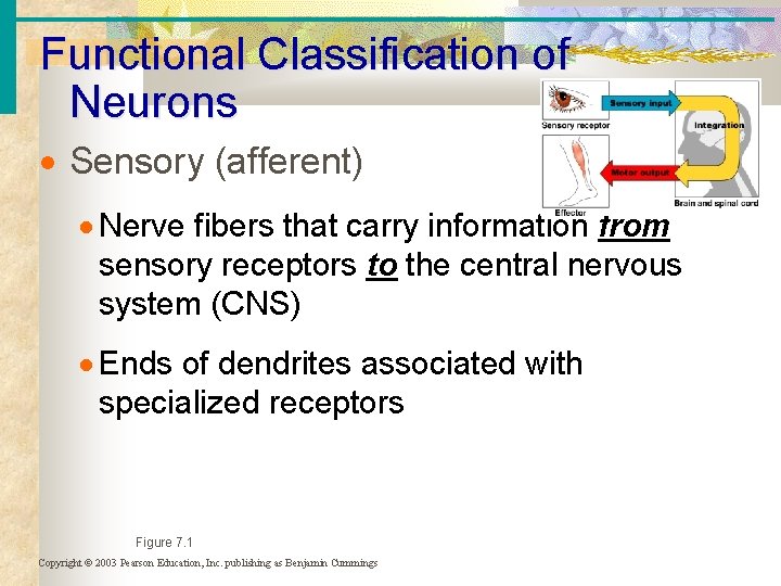 Functional Classification of Neurons Sensory (afferent) Nerve fibers that carry information from sensory receptors