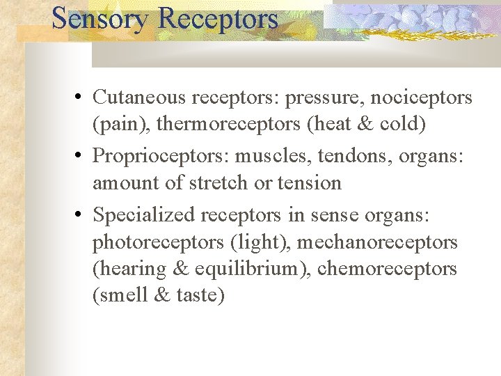 Sensory Receptors • Cutaneous receptors: pressure, nociceptors (pain), thermoreceptors (heat & cold) • Proprioceptors: