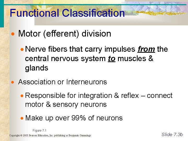 Functional Classification Motor (efferent) division Nerve fibers that carry impulses from the central nervous