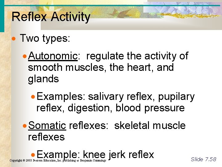 Reflex Activity Two types: Autonomic: regulate the activity of smooth muscles, the heart, and