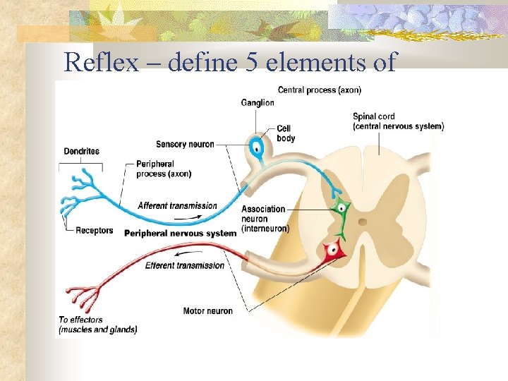 Reflex – define 5 elements of Know your diagram 