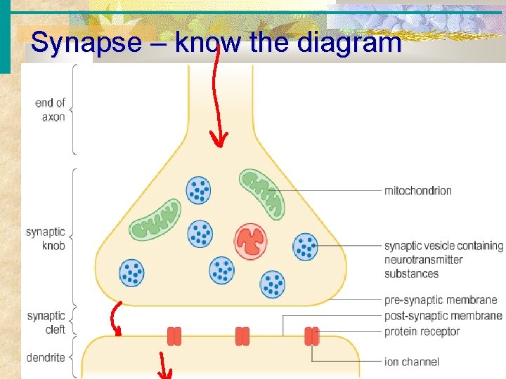 Synapse – know the diagram Copyright © 2003 Pearson Education, Inc. publishing as Benjamin