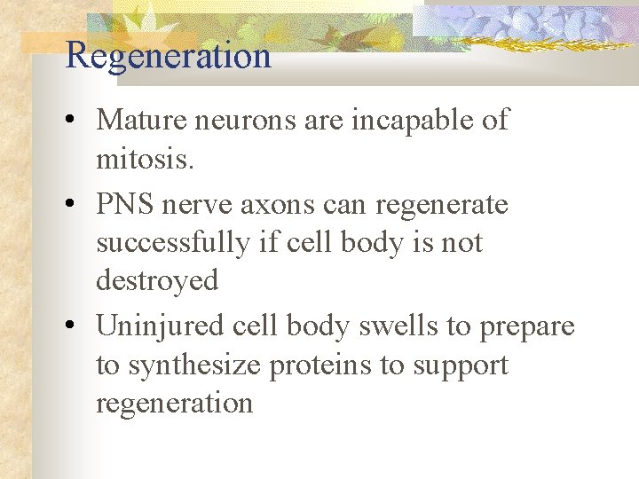 Regeneration • Mature neurons are incapable of mitosis. • PNS nerve axons can regenerate