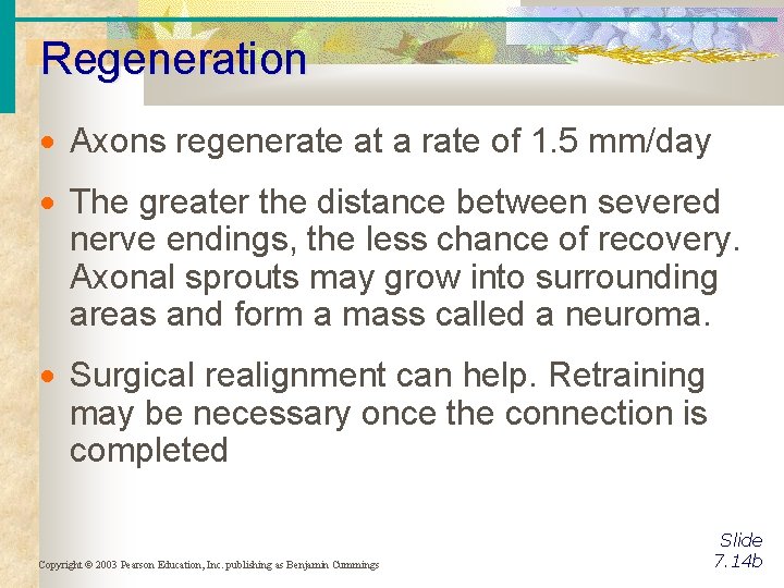 Regeneration Axons regenerate at a rate of 1. 5 mm/day The greater the distance