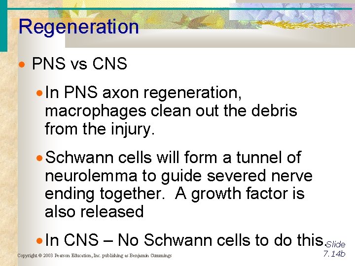 Regeneration PNS vs CNS In PNS axon regeneration, macrophages clean out the debris from