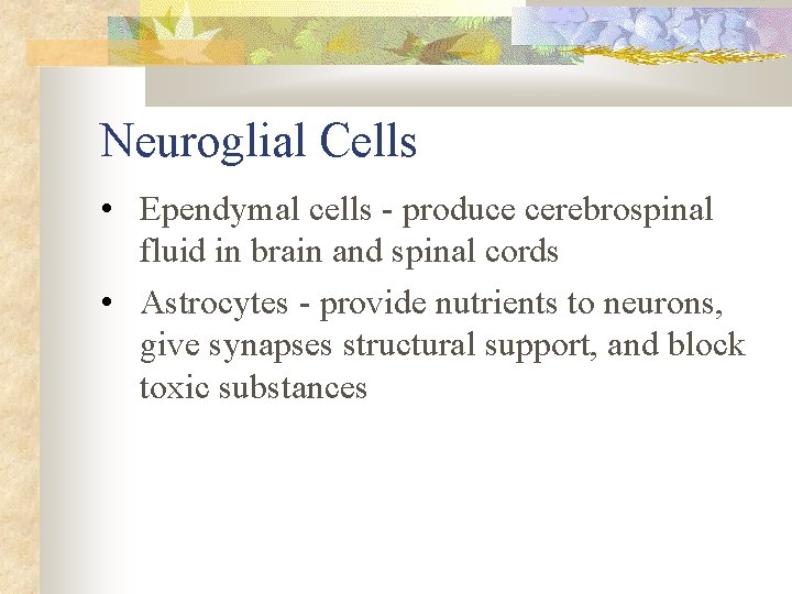 Neuroglial Cells • Ependymal cells - produce cerebrospinal fluid in brain and spinal cords