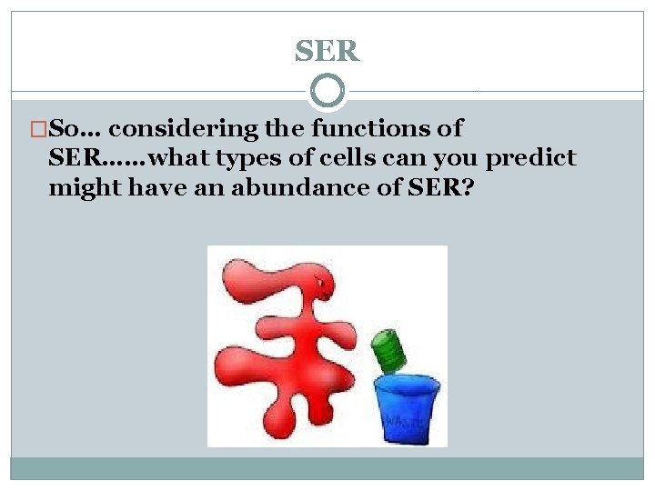 SER �So… considering the functions of SER……what types of cells can you predict might