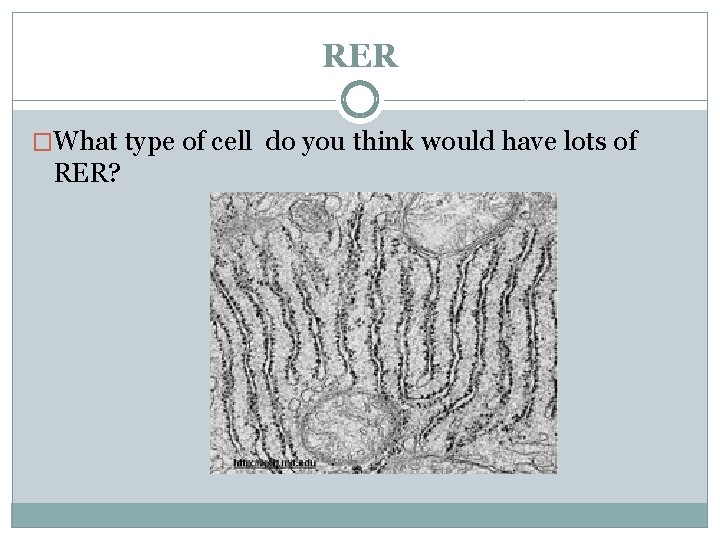 RER �What type of cell do you think would have lots of RER? 