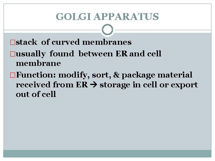 GOLGI APPARATUS �stack of curved membranes �usually found between ER and cell membrane �Function: