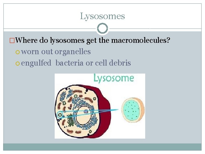 Lysosomes �Where do lysosomes get the macromolecules? worn out organelles engulfed bacteria or cell