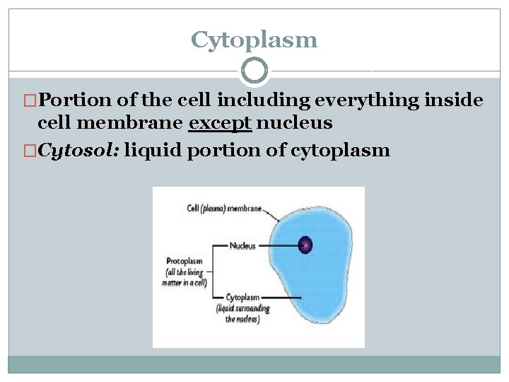 Cytoplasm �Portion of the cell including everything inside cell membrane except nucleus �Cytosol: liquid