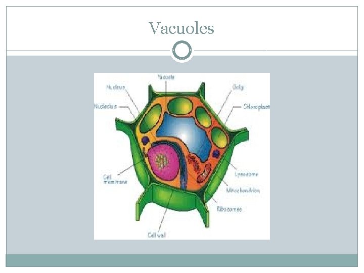 Vacuoles 