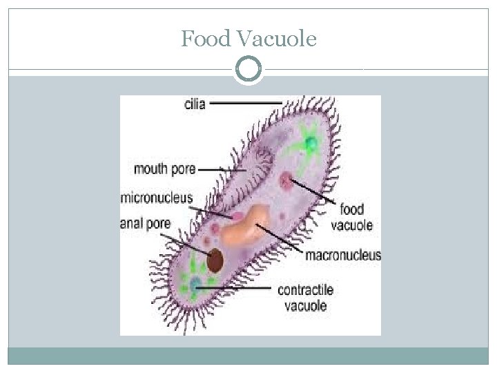 Food Vacuole 