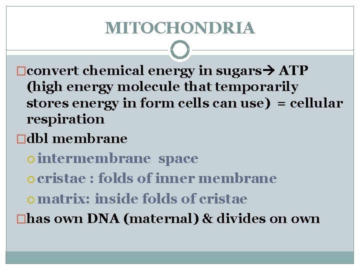 MITOCHONDRIA �convert chemical energy in sugars ATP (high energy molecule that temporarily stores energy