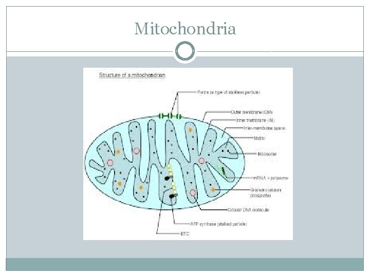 Mitochondria 