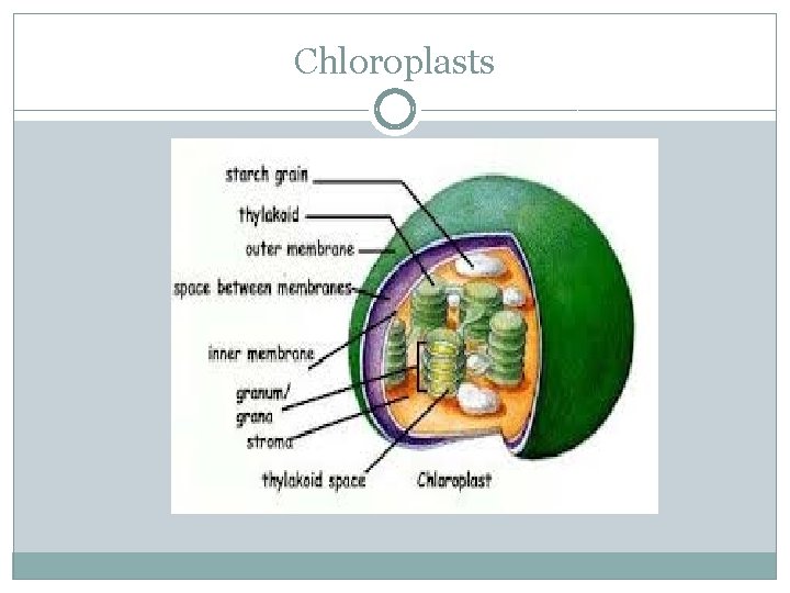 Chloroplasts 