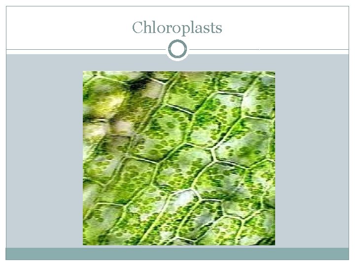 Chloroplasts 