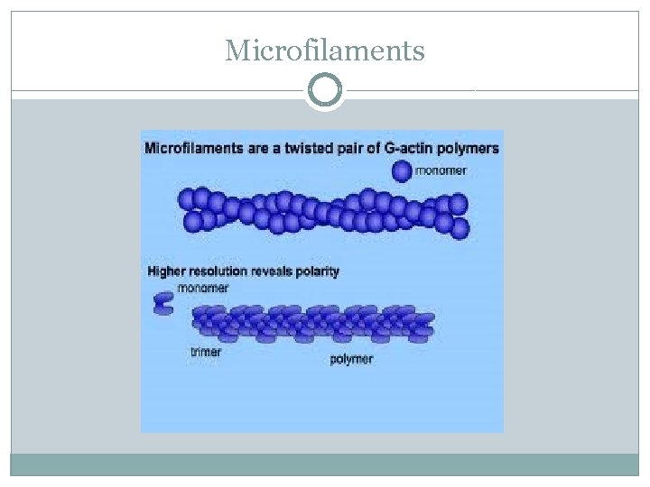 Microfilaments 