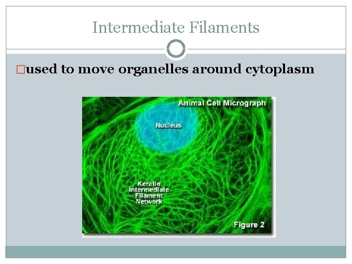 Intermediate Filaments �used to move organelles around cytoplasm 