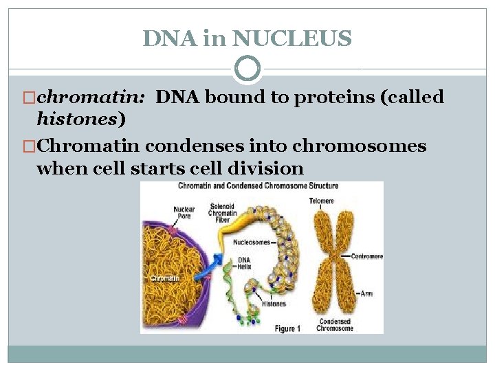 DNA in NUCLEUS �chromatin: DNA bound to proteins (called histones) �Chromatin condenses into chromosomes