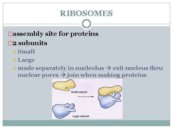 RIBOSOMES �assembly site for proteins � 2 subunits Small Large made separately in nucleolus