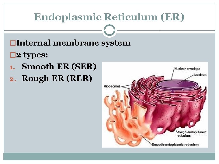 Endoplasmic Reticulum (ER) �Internal membrane system � 2 types: 1. Smooth ER (SER) 2.