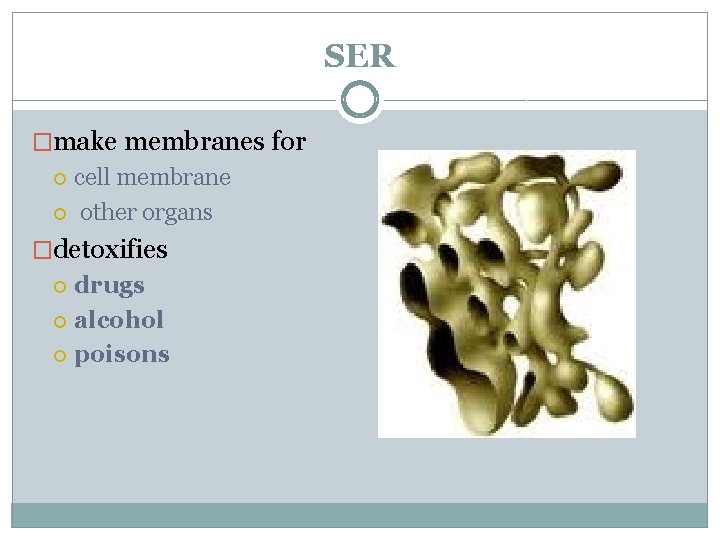 SER �make membranes for cell membrane other organs �detoxifies drugs alcohol poisons 