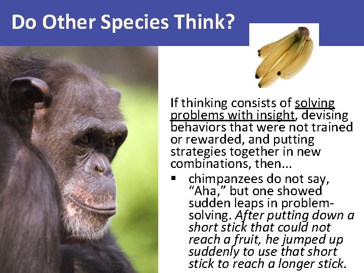 Do Other Species Think? If thinking consists of solving problems with insight, devising behaviors Do Other Species Think? If thinking consists of solving problems with insight, devising behaviors