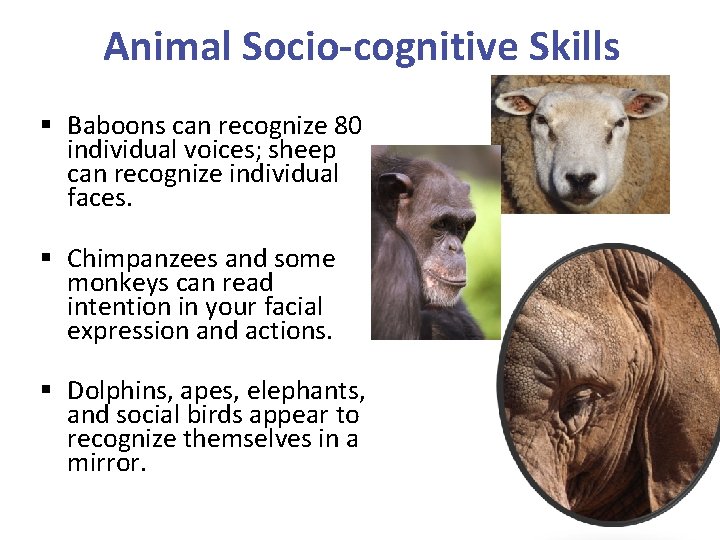 Animal Socio-cognitive Skills § Baboons can recognize 80 individual voices; sheep can recognize individual Animal Socio-cognitive Skills § Baboons can recognize 80 individual voices; sheep can recognize individual