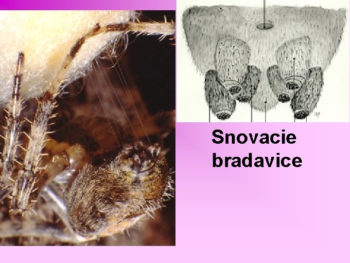 Snovacie bradavice 