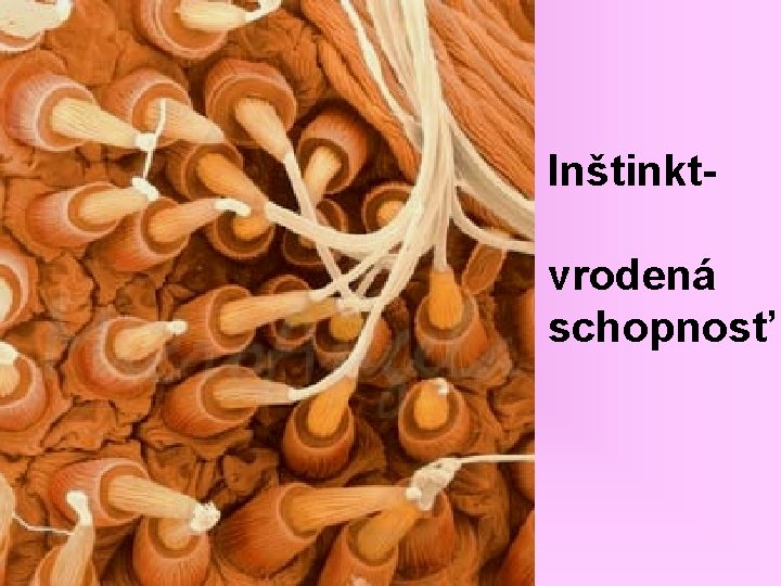 Inštinktvrodená schopnosť 