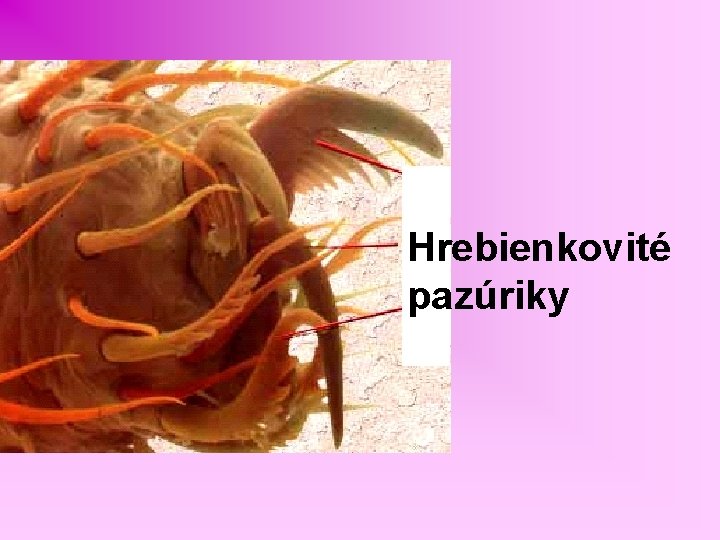 Hrebienkovité pazúriky 