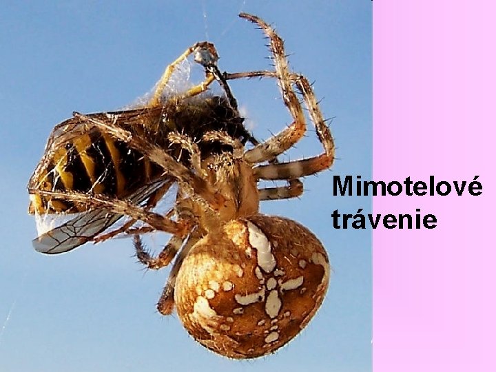 Mimotelové trávenie 