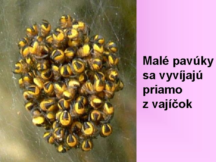 Malé pavúky sa vyvíjajú priamo z vajíčok 